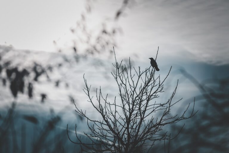 raven-4874366_1280