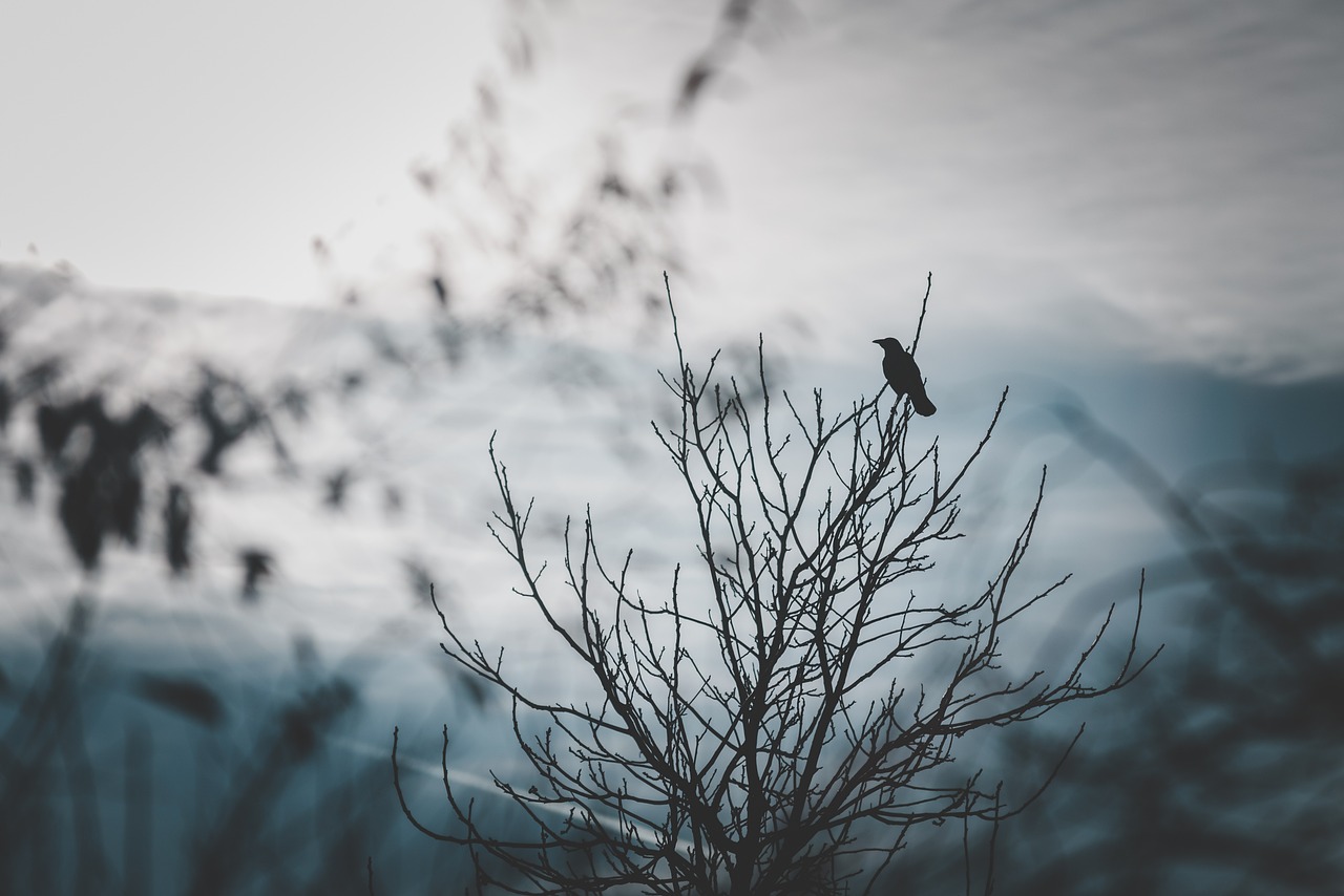raven-4874366_1280