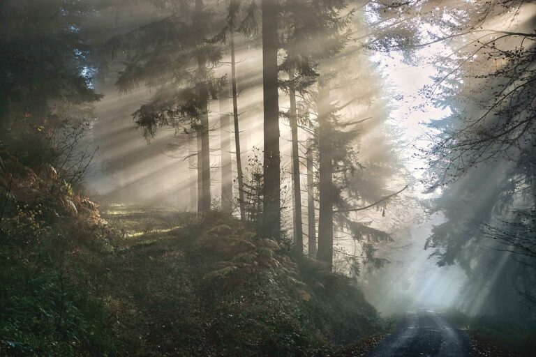 forest-6862143_1280