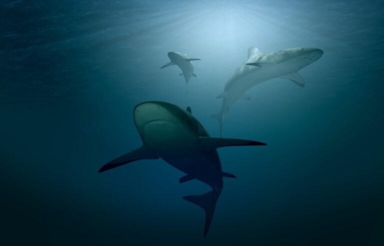 shark-3347787_1280