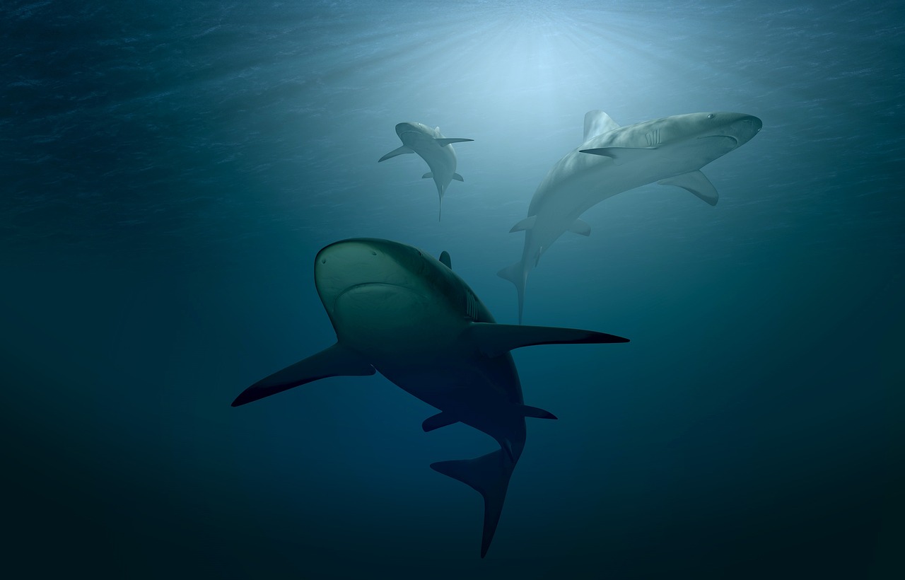 shark-3347787_1280