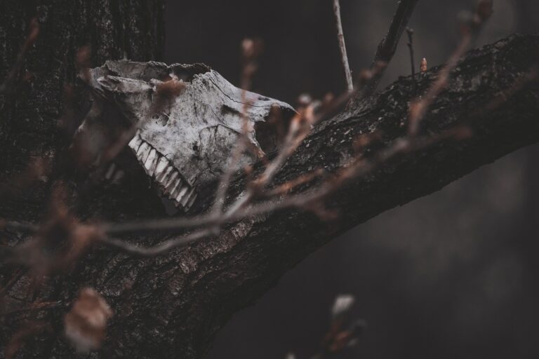 skull-6372630_1280