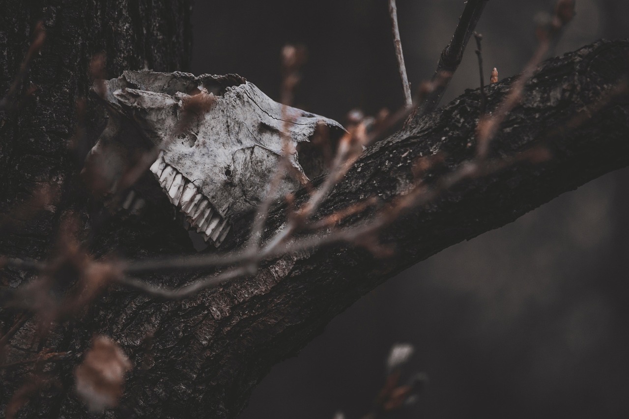 skull-6372630_1280